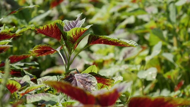 Close up of amaranth leaves waving gently in the wind on a dense green and red garden bed. Gentle motion.