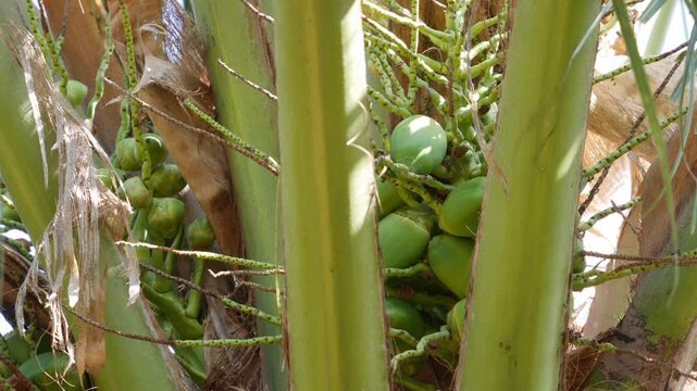Close-up of green unripe coconuts growing in clusters on a palm tree in bright tropical sunlight. Exotic agriculture.