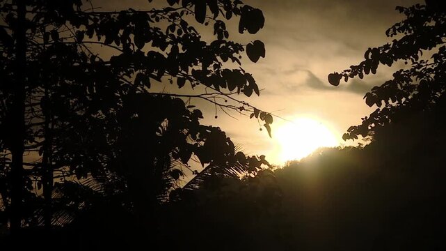 Still shot captures a golden hour sunset creating sharp silhouettes of trees and foliage. The warm backlight emphasizes dark, crisp outlines of leaves against the glowing evening sky. 