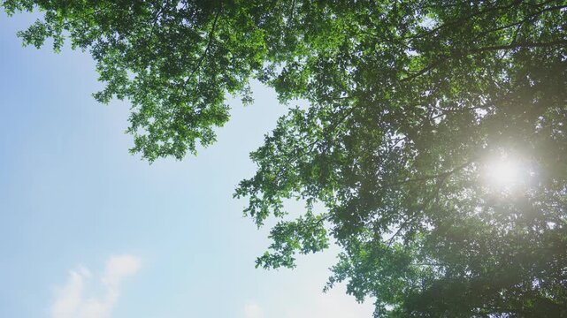 Sunlight filtering through lush green tree canopy against clear blue sky, serene natural scene