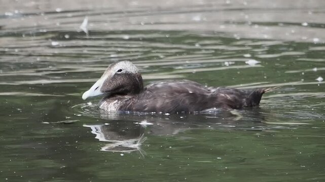 Male common eider duck (Somateria mollissima) swimming in water, showing dark brown eclipse plumage during post-breeding moulting season, bird stock video footage clip 