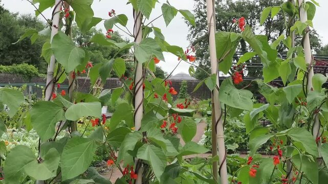 Bamboo cane frame growing Rhondda Black climbing runner beans in a garden for a vegetable harvest, allotment gardening stock video footage clip 