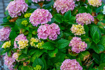 Fototapeta premium Blooming Pink Hydrangea Flowers with Green Leaves in Urban Garden