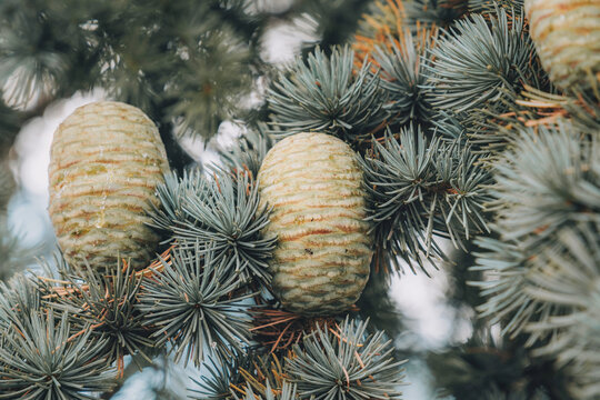 Two plump green cedar cones nestled among spruce needles, captured in soft cool-toned natural light with creamy bokeh.