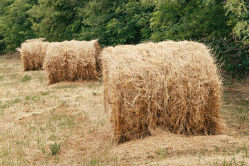 Obraz premium Row of square hay bales receding into depth on a harvested field edged with dense green trees, rural farming scene.