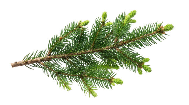 Fresh green pine tree branch with small needles on a twig isolated on transparent background