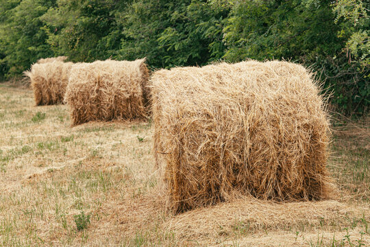 Row of square hay bales receding into depth on a harvested field edged with dense green trees, rural farming scene.