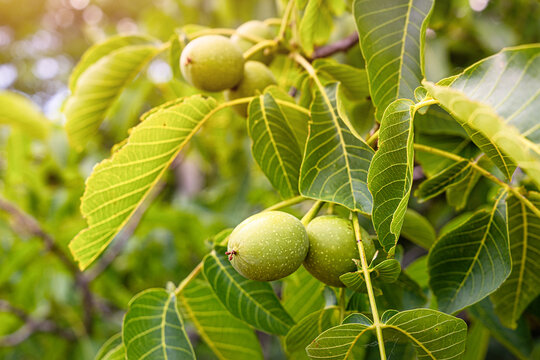 Warm summer light illuminates clusters of unripe walnuts ripening on a leafy branch, fresh orchard harvest concept.