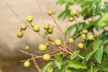 young green longan fruit that is still unripe on the tree © Hendri