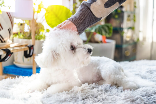 A fluffy white dog lies on a soft rug as a person pets its head in a bright, plant-filled home interior.
