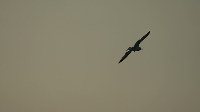 Aerial seagull silhouette banks through a moody overcast sky, transition to a solitary flight path. Smooth motorized tracking shot.
