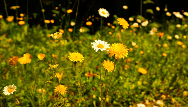 Selective focus on a white daisy and yellow wildflower in a sunlit meadow, Zajamniki, Triglav National Park, Slovenia. Ideal for nature and flora themes.