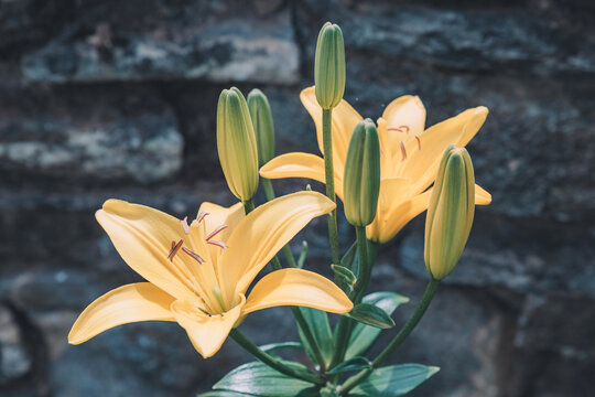 Soft golden light bathes blooming yellow lily flowers and green buds against a moody stone backdrop, summer garden beauty concept.