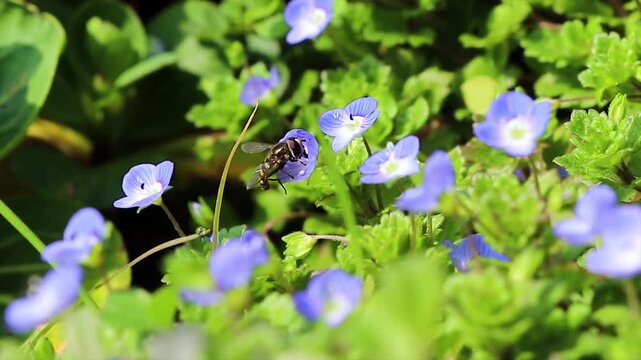 Hoverfly Landing on Blue Veronica Persica Flower in Spring Garden, Macro Close-Up