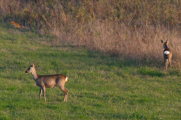 Rehe im Herbst in Brandenburg   © Karin Jähne