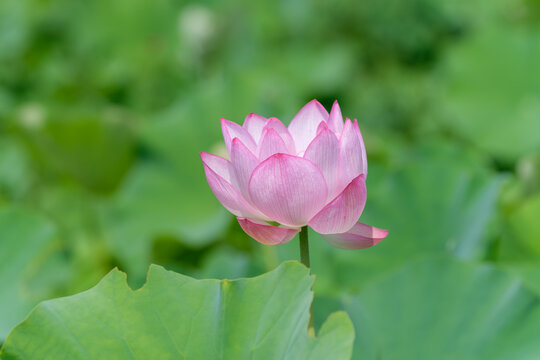 Close Up Shot of Elegant Pink Lotus Flower Blooming in Summer Field with Copy Space