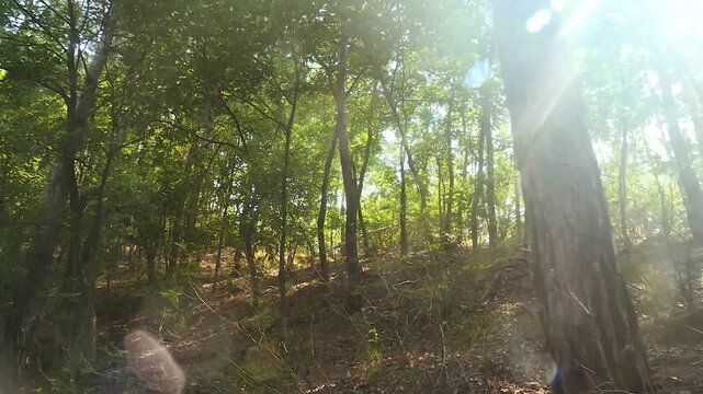 Sunlight filtering through dense green forest canopy, upward view of tall trees with lens flare and dappled light