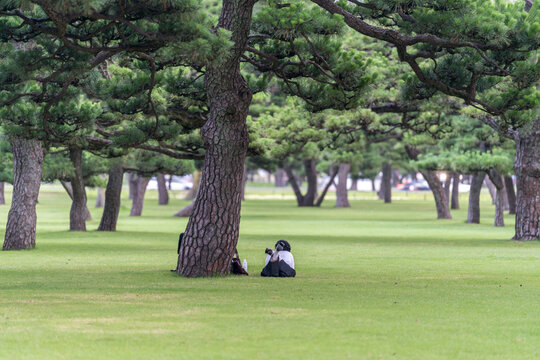 Japanese women resting in a pine garden