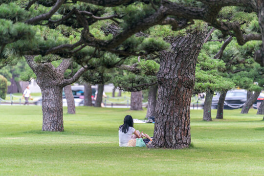Japanese women resting in a pine garden
