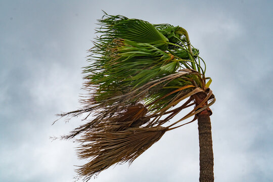 Palm tree branches blowing in a strong wind storm