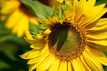 Close-up view of vibrant yellow sunflower with green leaves in natural sunlight © Aleksej