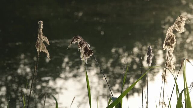 Feathery reeds and tall grasses sway gently near a tranquil body of water, backlit by warm golden sunlight creating a serene nature scene.