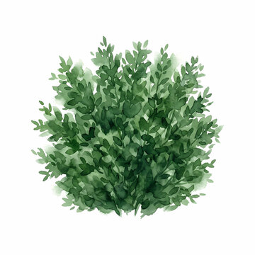 Lush evergreen shrub featuring dense foliage painted with organic pigments to display wild botanical growth patterns for garden landscape designs requiring natural greenery textures and forest