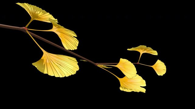 Yellow autumn leaves - Ginkgo Branches on Transparent Background