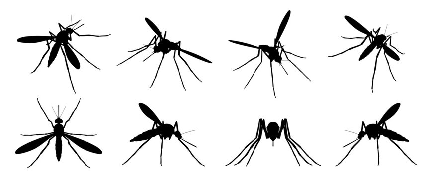 Pack of realistic vector mosquitoes from various perspectives.
