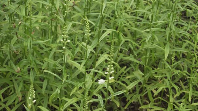Virginia obedient plant (Physostegia virginiana) displays developing flower spikes and green stems in soft daylight. Suitable for botanical and educational projects.