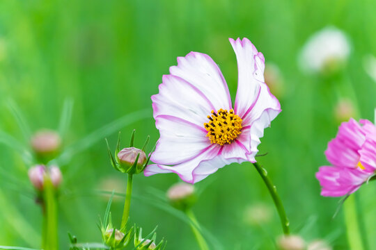 Close Up Shot of Soft Pink and White Cosmos Flower Blooming in Autumn Field with Copy Space