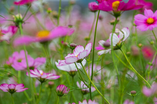 Close Up Shot of Vibrant Pink and White Cosmos Flower Blooming in Autumn Field with Soft Bokeh and Copy Space