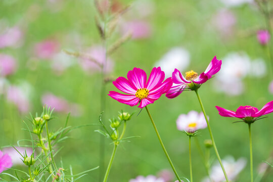 Close Up Shot of Bright Pink Cosmos Flower Blooming in Autumn Field with Soft Bokeh and Copy Space