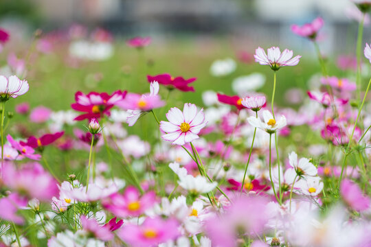 Close Up Shot of Pink and White Cosmos Flowers Blooming in Autumn Field with Soft Light and Copy Space