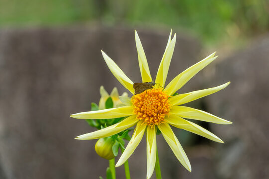 Close Up Macro Shot of Insect on Yellow Dahlia Flower Blooming in Autumn Garden with Copy Space