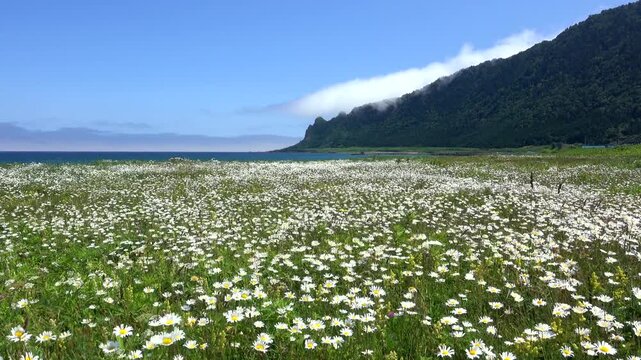 北見神威岬と野の花とオホーツク海の海霧