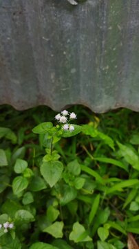 Small purple Billygoat weed (Ageratum conyzoides) flowers blooming in front of a rusty metal sheet background.