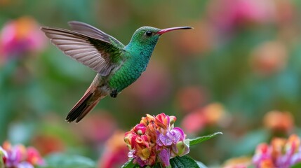 Naklejka premium Close-up in flight: Broad-billed Hummingbird among tropical blossoms