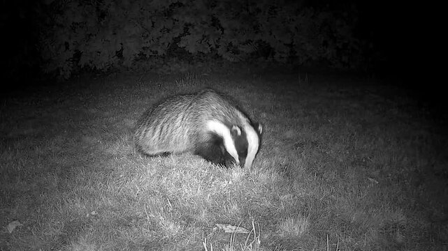 Wild European Badger Searching for Worms at Night