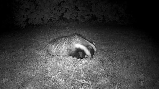 Wild European Badger Searching for Worms at Night