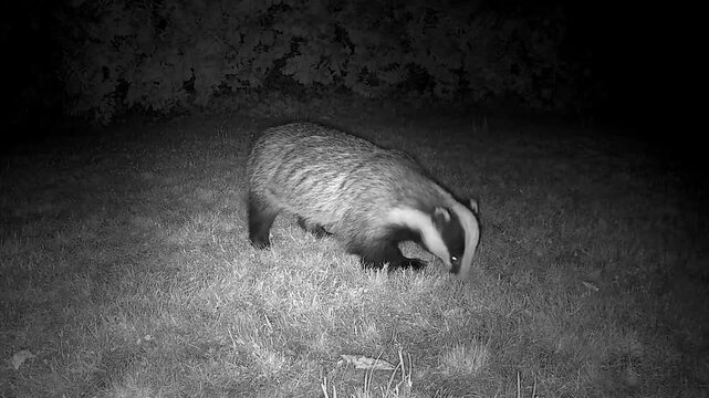 Wild European Badger Searching for Worms at Night