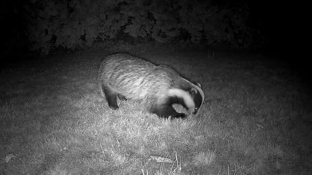 Wild European Badger Searching for Worms at Night