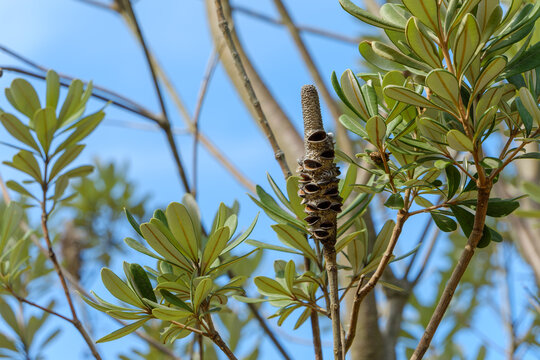 Close Up Shot of Banksia Seed Pod with Green Leaves and Blue Sky in Autumn Garden with Copy Space