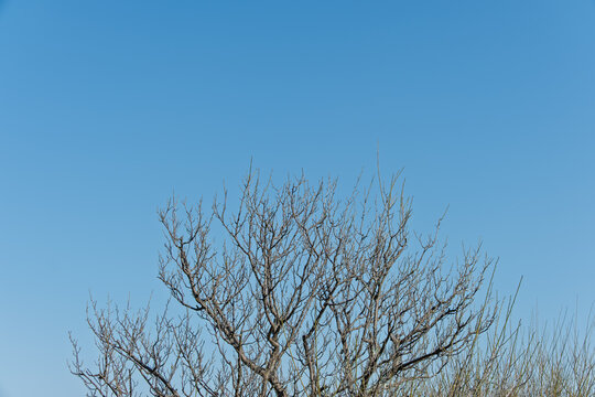 Close Up Shot of Leafless Tree Branches Against Clear Blue Sky in Winter with Copy Space