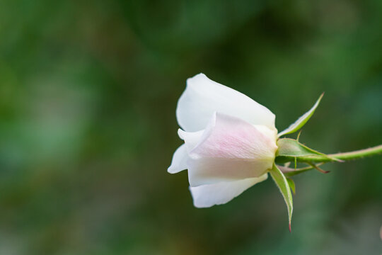 Close Up Macro Shot of Single White Rose Bud with Soft Pink Petals and Green Copy Space