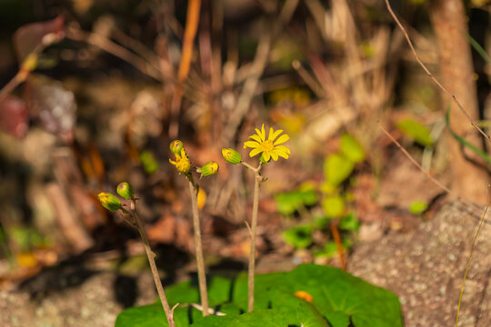 Close Up Shot of Blooming Yellow Farfugium Japonicum Flowers and Buds with Soft Bokeh and Copy Space