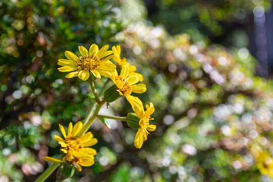 Close Up Shot of Blooming Yellow Farfugium Japonicum Flowers in Autumn Garden with Soft Bokeh and Copy Space