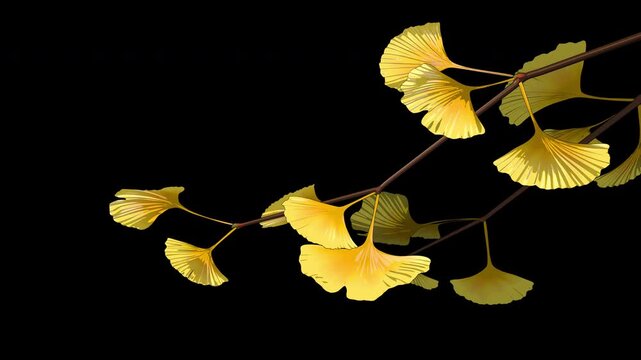 Yellow autumn leaves - Ginkgo Branches on Transparent Background