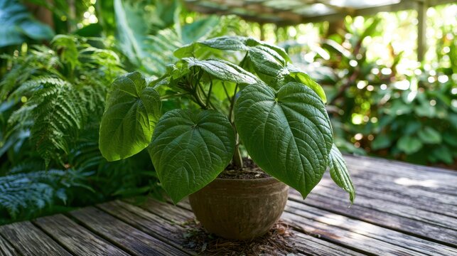 Close-up of glossy kava plant leaves in a lush green setting