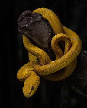 The yellow white-lipped pit viper (Trimeresurus insularis), often called the Island pit viper or Indonesian pit viper, is a venomous snake found on the Lesser Sunda Islands in Indonesia.